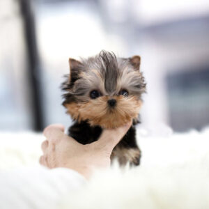 Yorkshire Terrier -  Coco