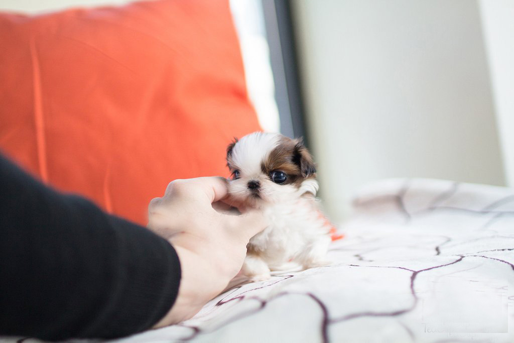 mini shih tzu puppies for sale
