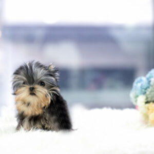 Yorkshire Terrier -Chleo