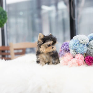 Yorkshire Terrier - Leah