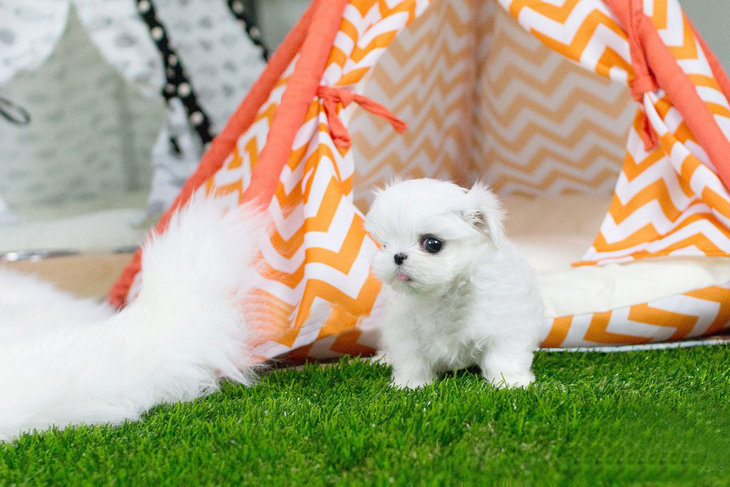 teacup maltese puppies for sale
