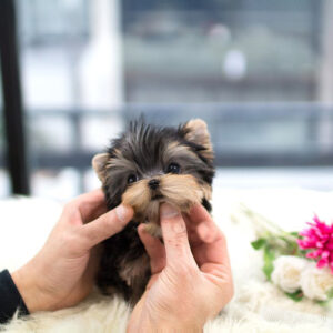 Yorkshire Terrier - Dree
