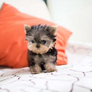 Yorkshire Terrier -  Jackson