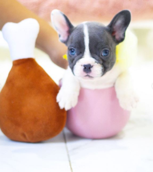 mini frenchies for sale