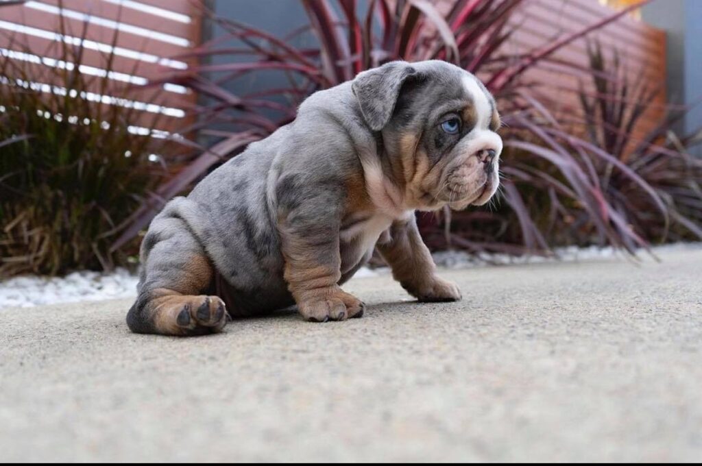 teacup english bulldog for sale